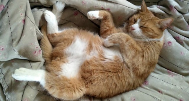 С котовторником!