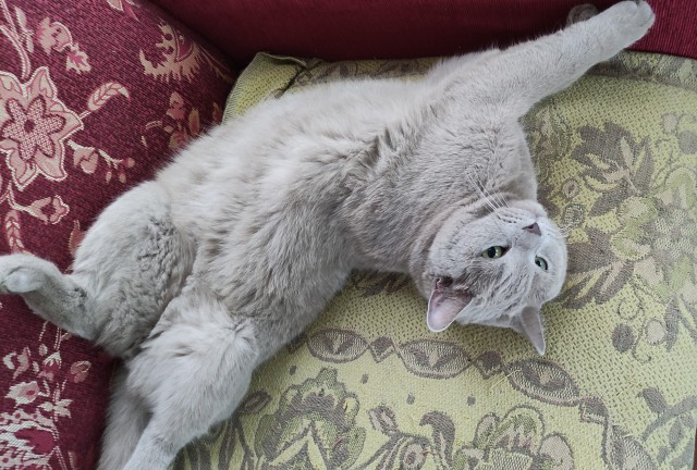 А котовторник уже начался?