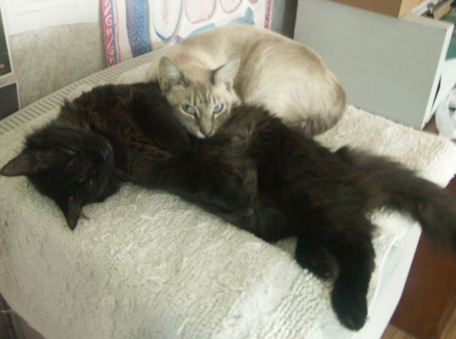 Коты в США - 2