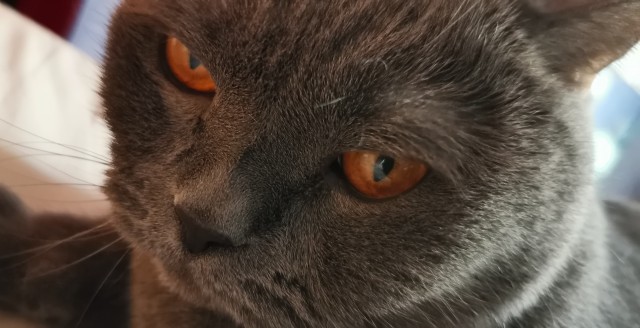 Кот который прожил жизнь