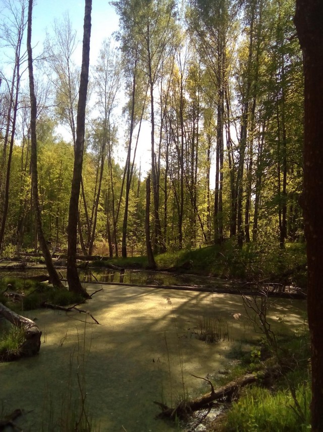 Моя мобильная фотография