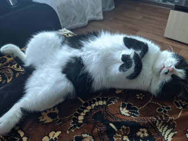 Котовторник 11.01.22