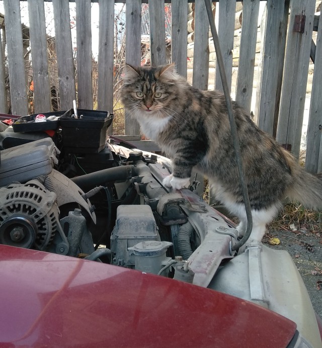 Котовторник вроде.