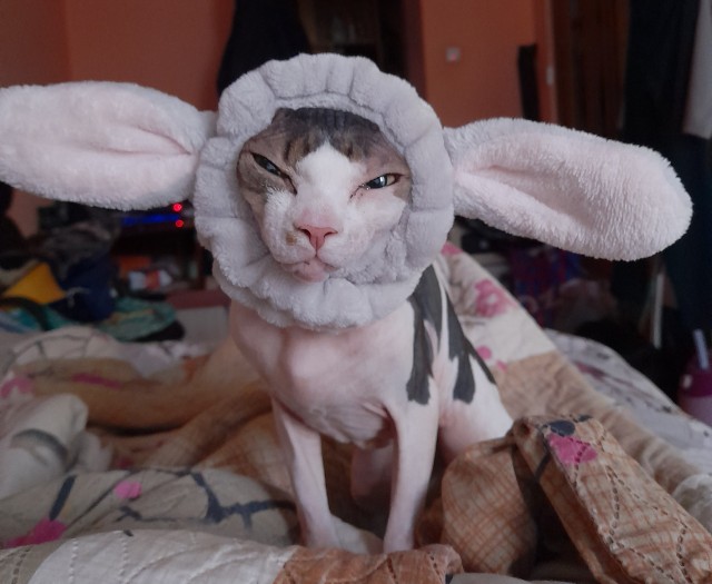 С праздником и котофторником!