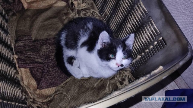 Сделай страшную руку, мне нужно напасть