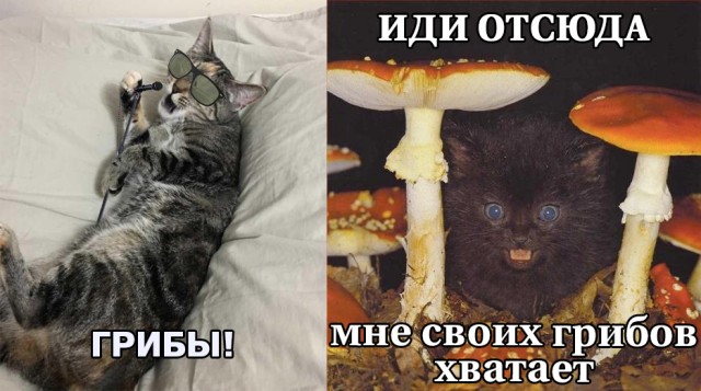 Зашел к шефу с отчетом, и тут у меня зазвонил телефон в кармане..