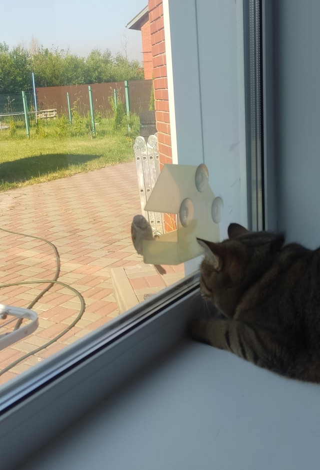 Лето и коты