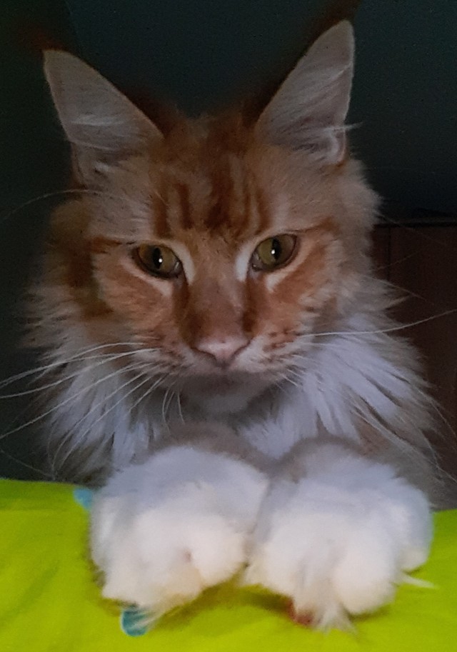 Котовторник 19.07.22