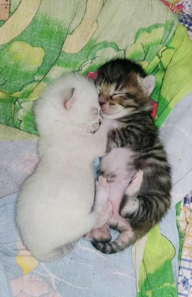 КотоФторник 23.08.22