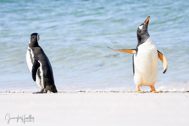 Финалисты ежегодной премии Comedy Wildlife Photography Awards