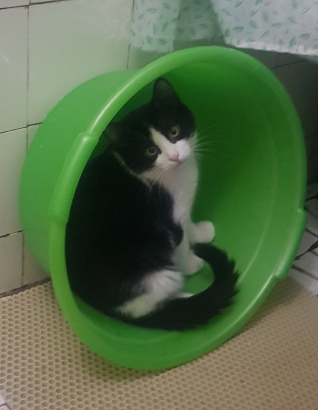 Котовторник 17.01.23