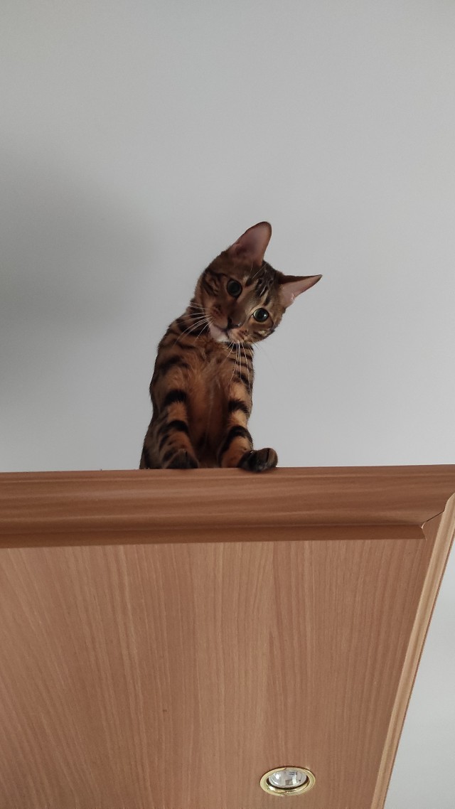Котейка
