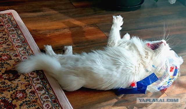 Начинаем котофторник?