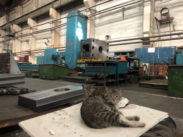 Коты на производстве