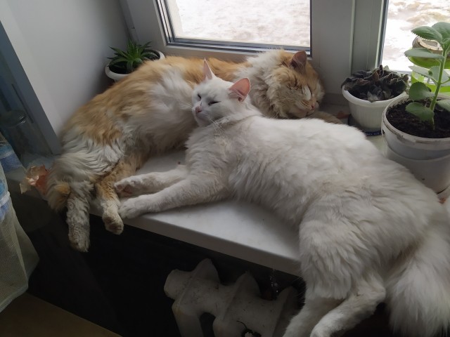 Синхронное лежание