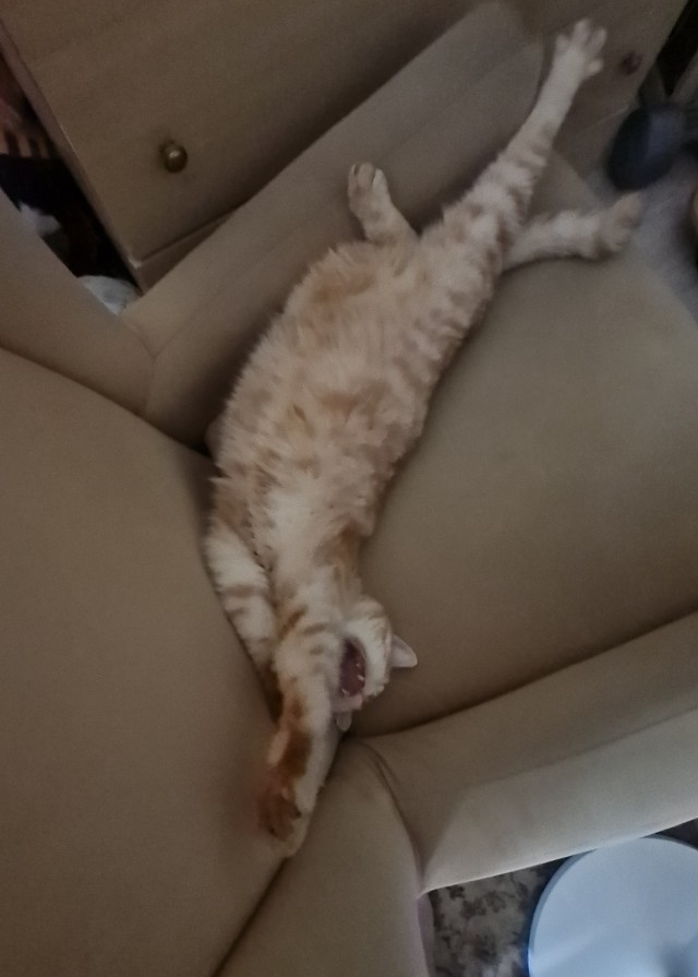 Котовторник. Моему мультяшке 1 год