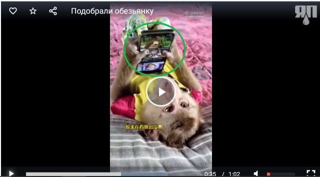 Подобрали обезьянку