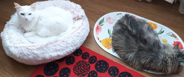 К - Котовторник ☺ Пополнение