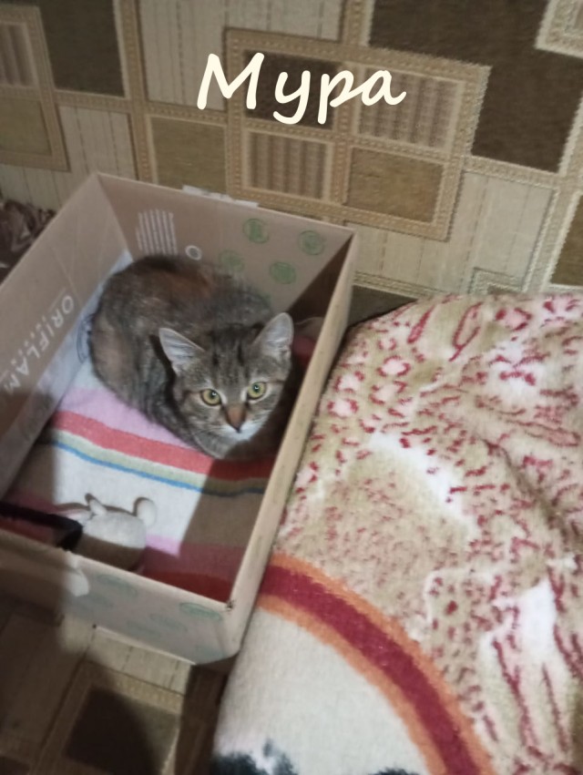Жизнь домашнего приюта "Котоленд" 415