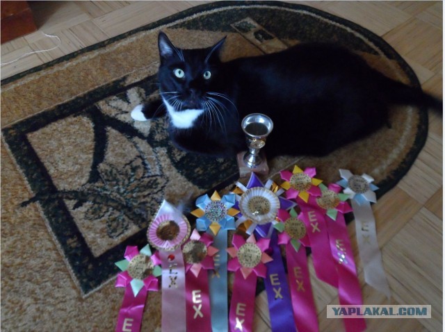 Котовторник  07.05.2013