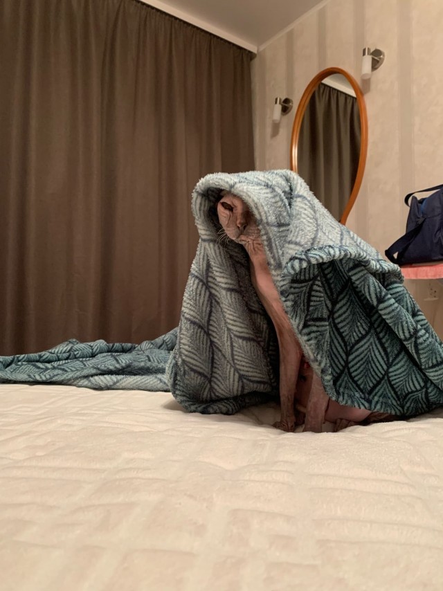 Максимально лысая подборка