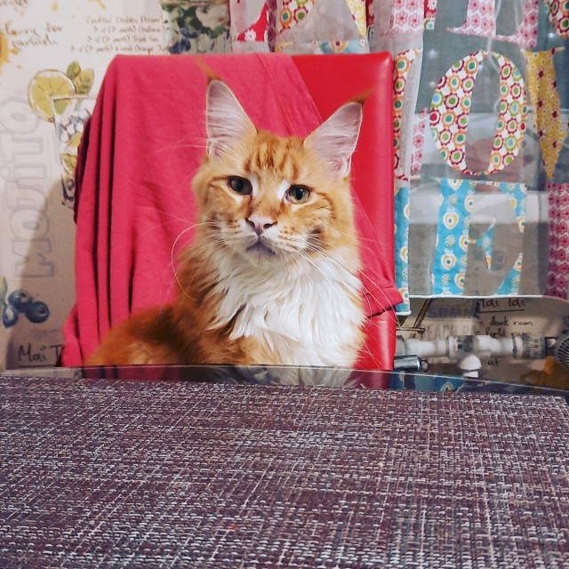 Из крошки в великана: котенок мейн-куна вырос и стал гигантом