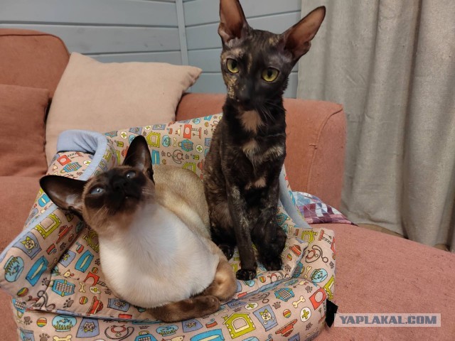 Котовторник
