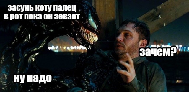 Когда желание сделать котику "буп" настолько велико...