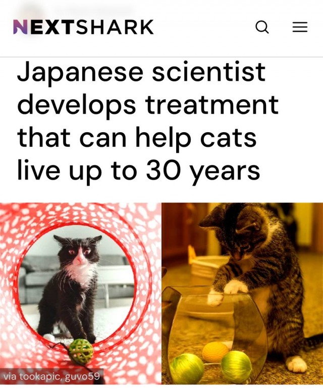 Кошки смогут жить до 30 лет