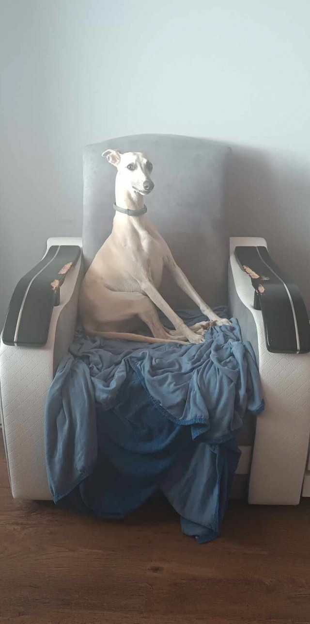 К собакочетвергу