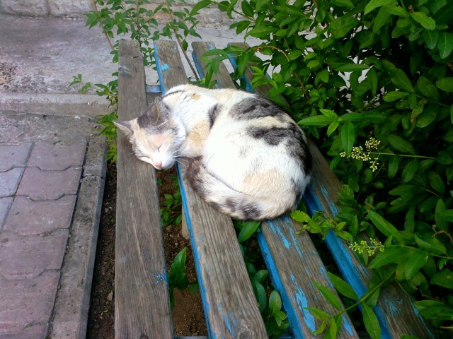Котовторник 21.05.2013