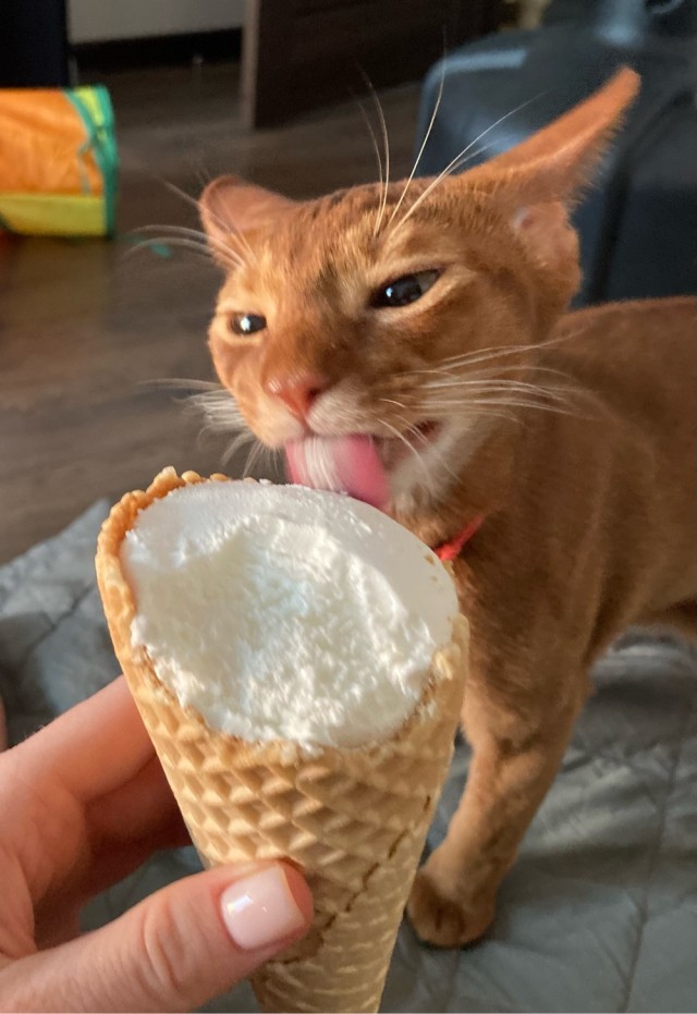 Мы с котом вдвоём