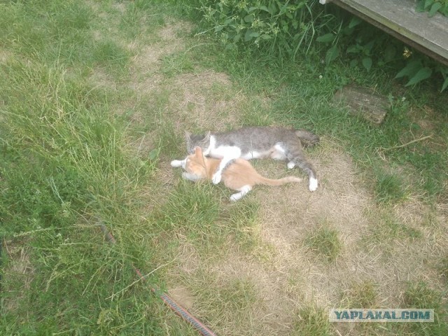 Жизнь домашнего приюта для котеек 504