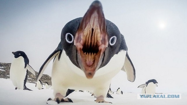 Новости на первом