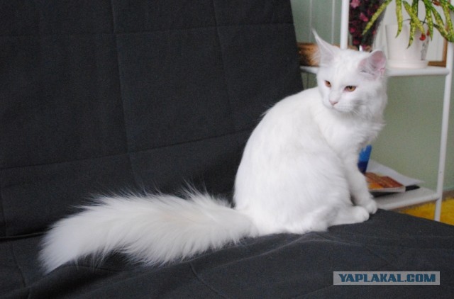 Немного о  Мейн Куне.