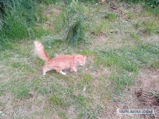 Жизнь домашнего приюта для котеек 546