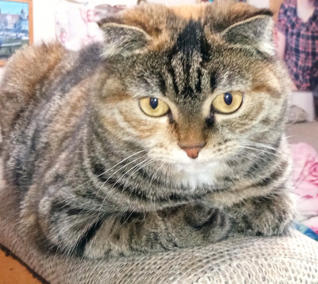 Просто угадайте пол