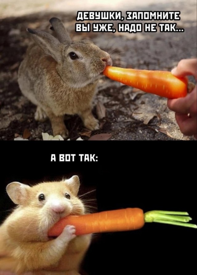 Веселые картинки в пятницу (10.10)