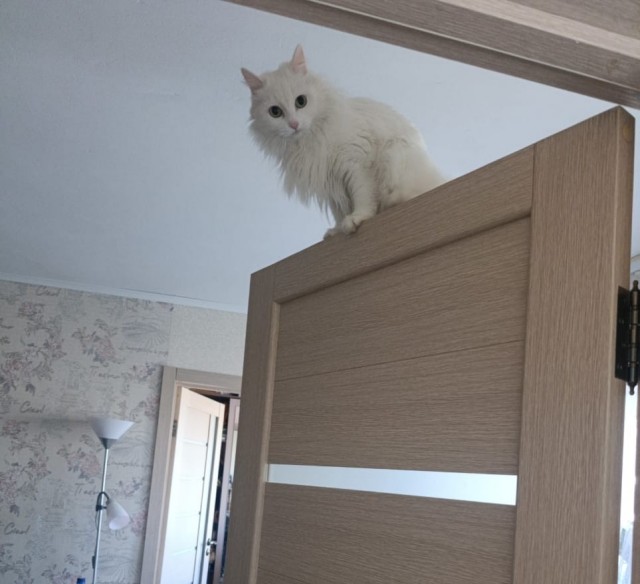 Котовторник 21.10.2025