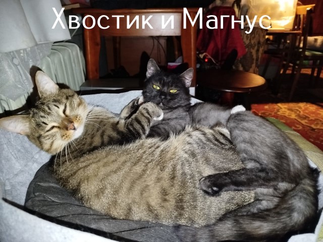 Жизнь домашнего приюта "Котоленд" 516