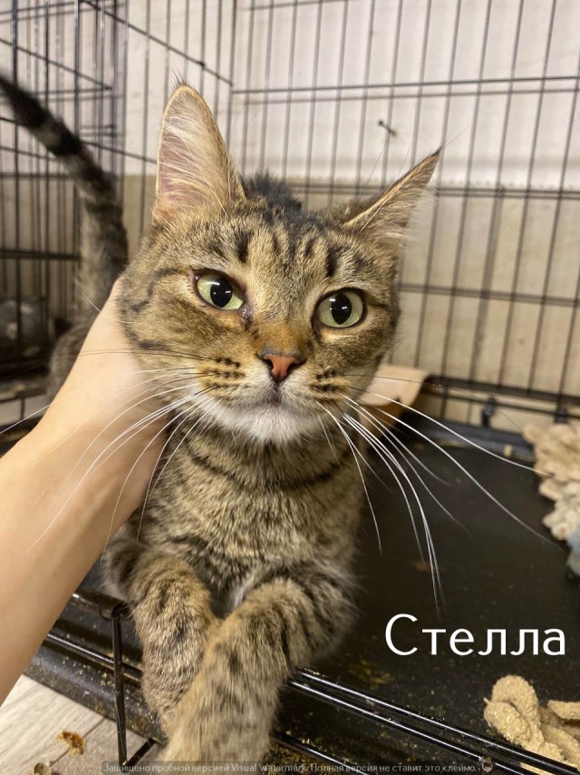 Жизнь домашнего приюта "Котоленд" 529
