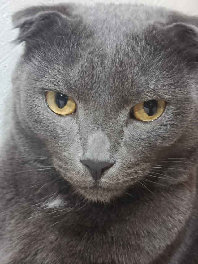 Котофторник жеж