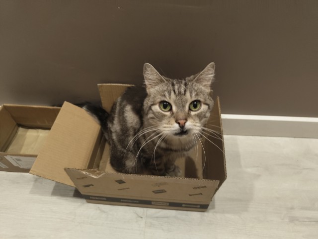 Котовфторник