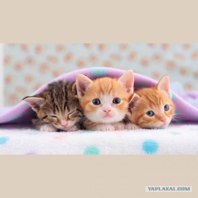 Котики-собачки уже не в тренде
