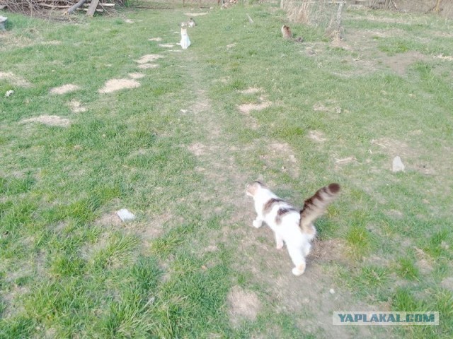 Жизнь домашнего приюта для котеек 577