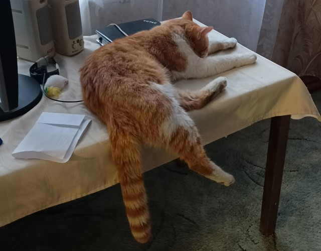 Котовторник же!