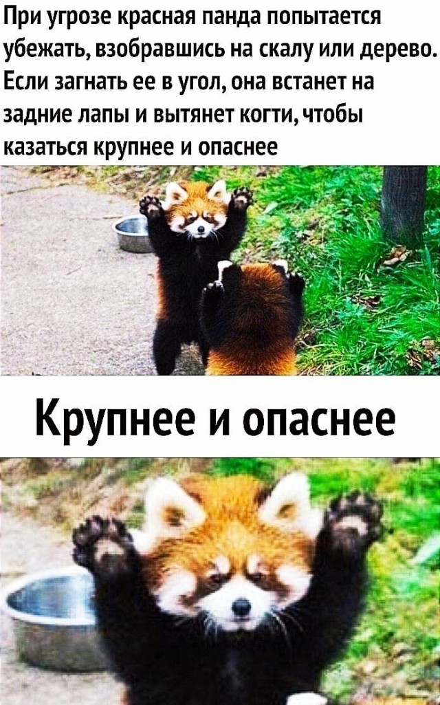 Сдаюсь