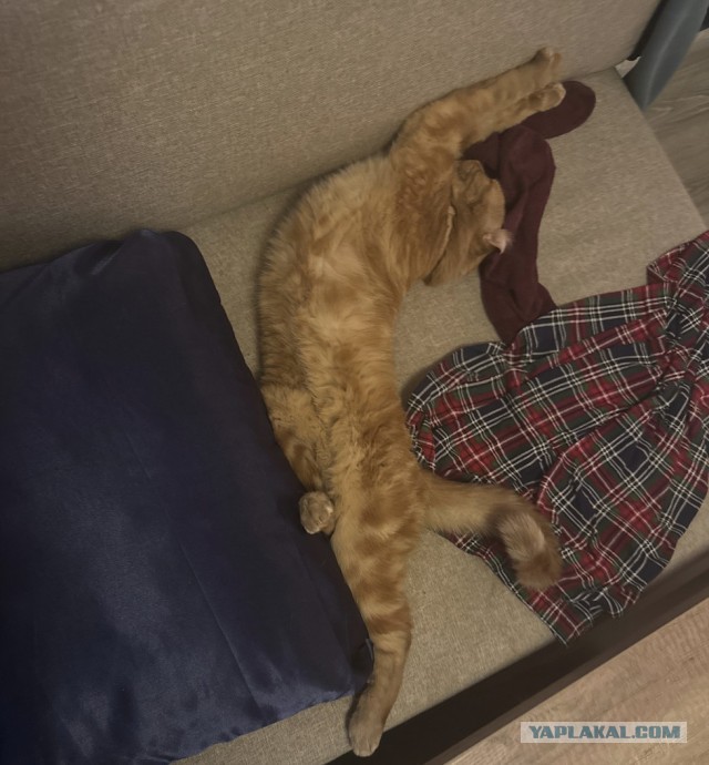 Хорошо что сегодня вторник. Котовторник)