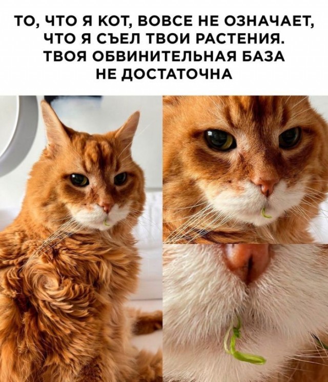 Картинки на среду