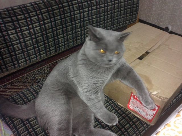 Очередной котовторник